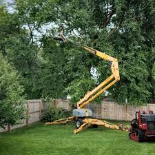 Best Arborist Consultation Services  in East Syracuse, NY