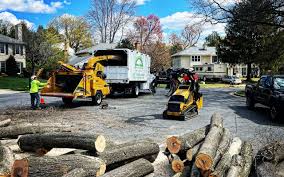 Best Tree Maintenance Programs  in East Syracuse, NY