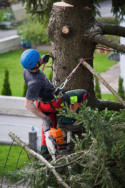 Best Firewood Processing and Delivery  in East Syracuse, NY