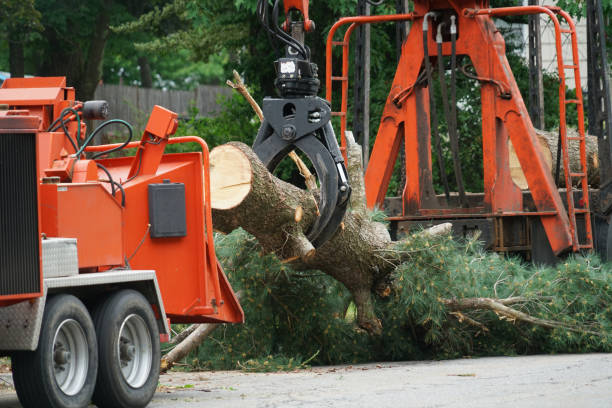 Best Tree Trimming and Pruning  in East Syracuse, NY