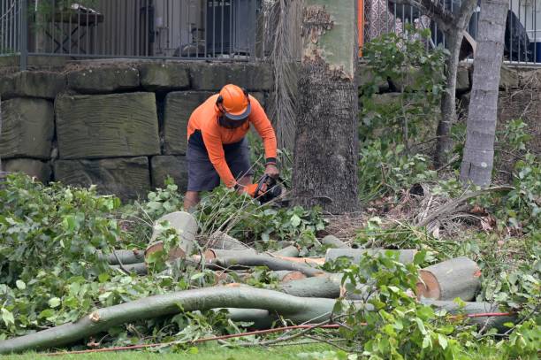 Best Stump Grinding and Removal  in East Syracuse, NY